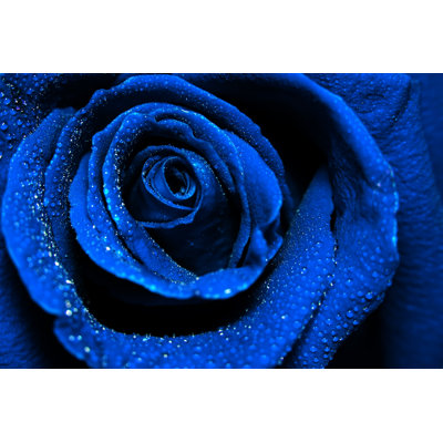 " Beautiful Dark Blue Rose With Water Dew Drops "