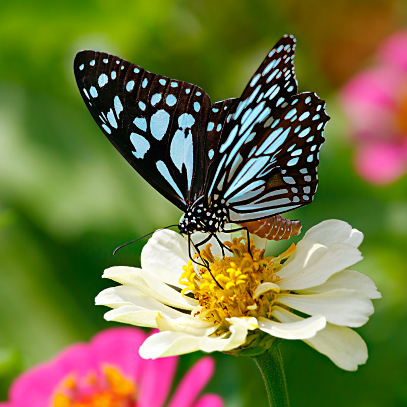 «Blue Tiger Butterfly» par Dmitrii Melgunov (Ritam) - photographie sur toile tendue, L 12 po x H 12 po