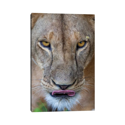 " Lioness Intense Eyes Kenya " by Mogens Trolle