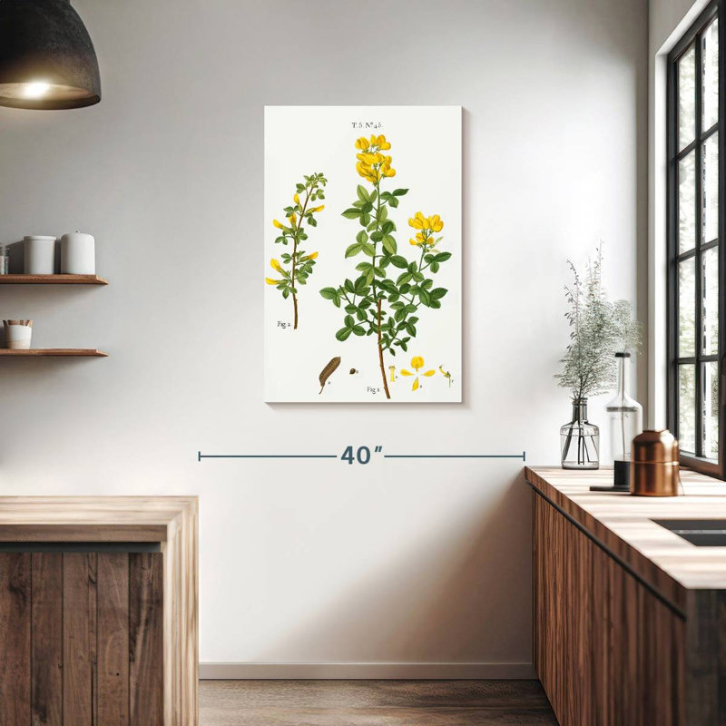 Cytisus cytisus biflorus Keiri, H 36 po x l 24 po