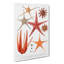 Selection Of Starfish by Albert I - Wrapped Canvas-55318473