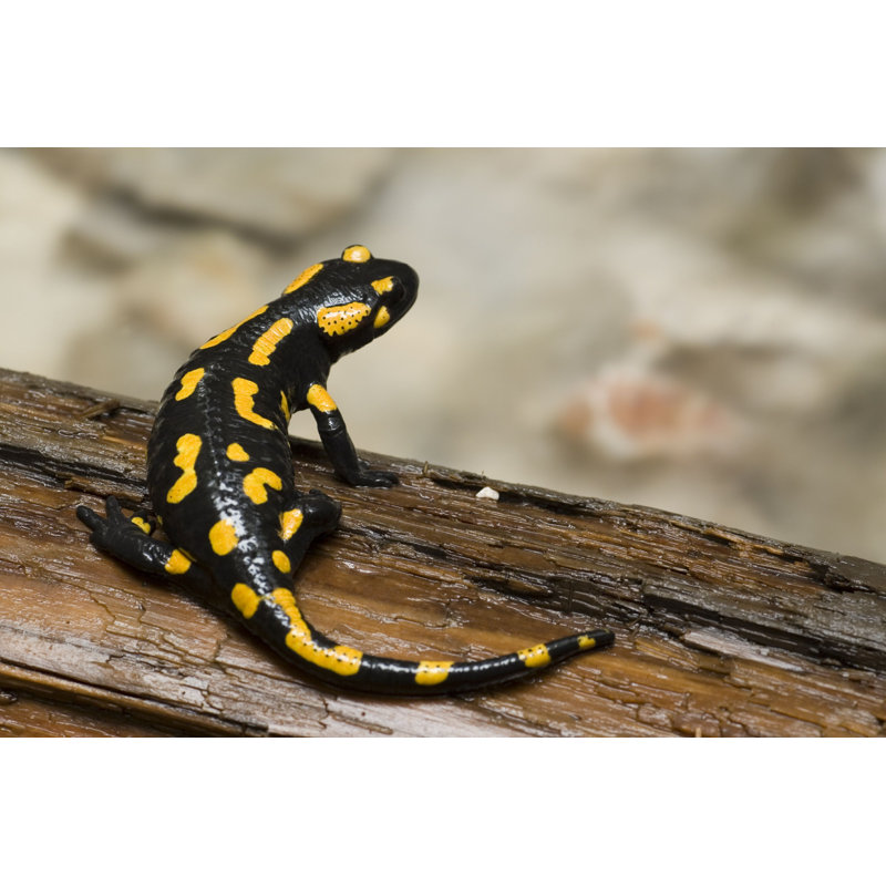 «Blech Fire Salamander» - Photographie sur toile tendue, H 8 po x l 12 po