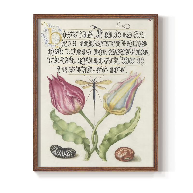 Reproduction encadrée Hoefnagel de spéculations tropicales V - bois massif, H 15 po x l 12 po, Noyer
