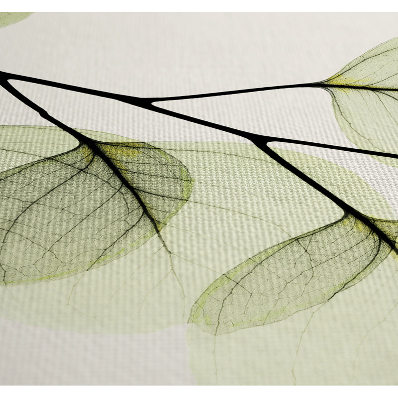 Rideau de douche Pegram X-Ray of Eucalyptus, H 71 po x l 74 po