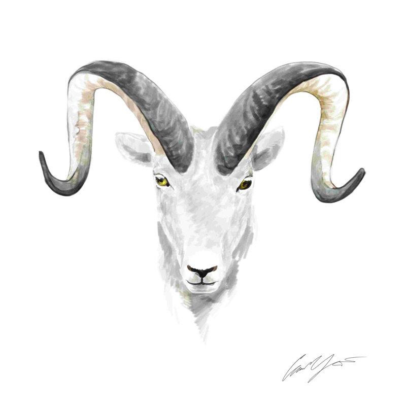 Tête de bélier aquarelle - peinture sur toile tendue, H 36 po x l 36 po