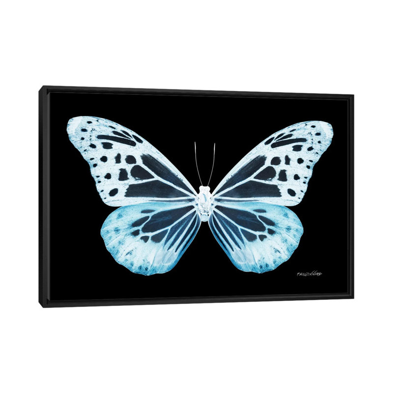 « miss papillon x-ray xxiv », impression sur toile, H 18 po x l 26 po x P 1,5 po, Toile avec cadre noir