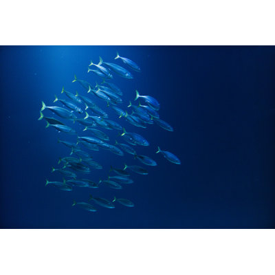 Great Big Blue - Wrapped Canvas Print