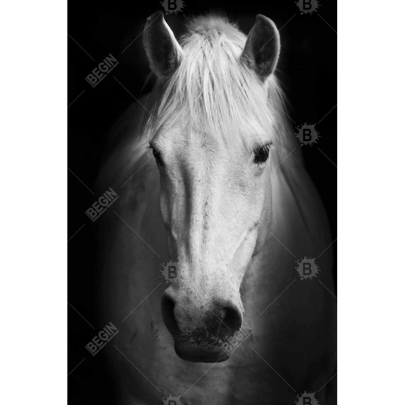 Toile cheval monochrome | Décoration murale blanche pour chambre à coucher, H 36 po x l 24 po