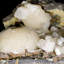 Rare stellerite sur basalte