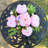 Silk Peony Arrangement in Vase