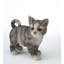 Chaton statuaire