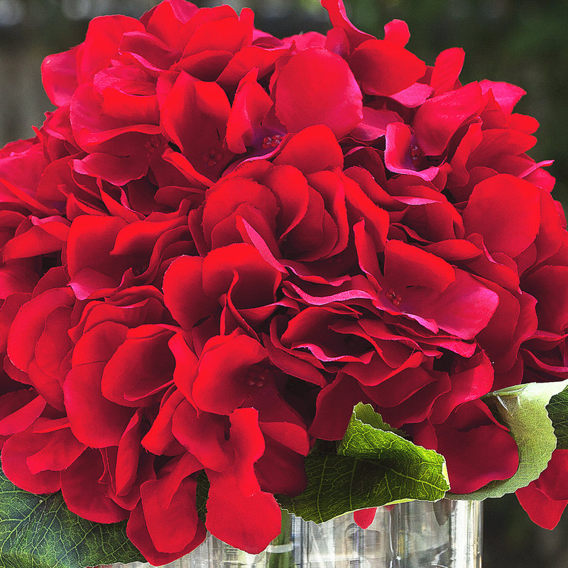 Hortensias en vase, Rouge