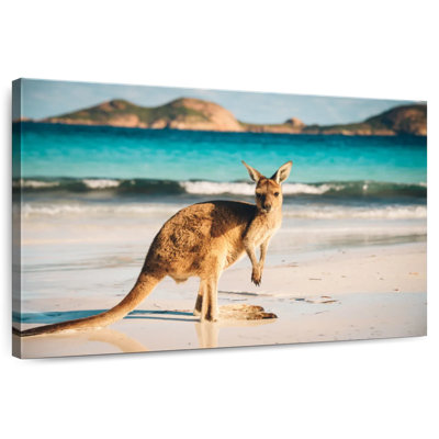 Brampt Beach Kangaroo
