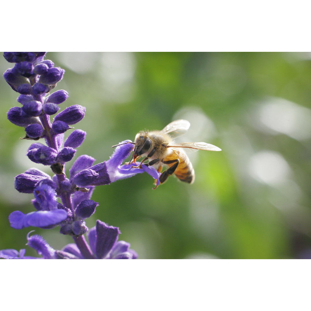 Honey Bee - Wrapped Canvas Print
