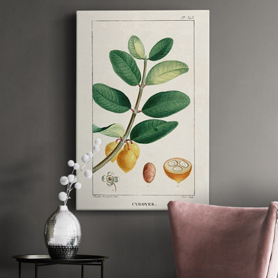 " Turpin Tropical Botanicals V " Painting Print