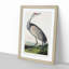 Hooping Crane by John Audubon - Picture Frame Painting Print-55579916-55579915