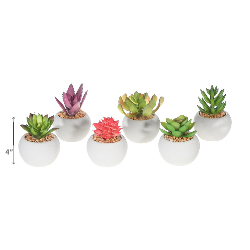 Centre de plantes succulentes en pot