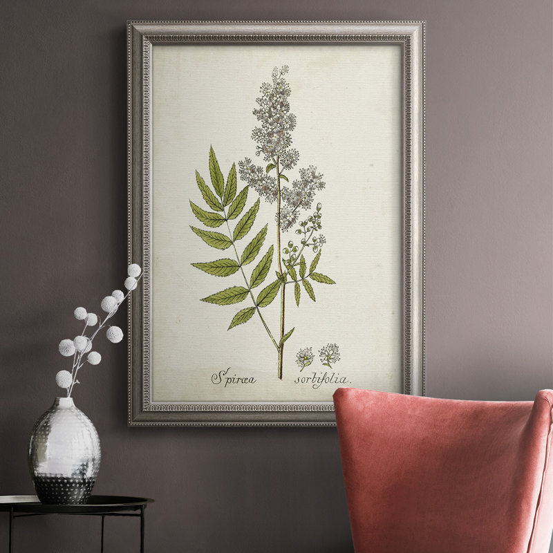 Antique Herb Botanical III - reproduction d'art sur toile encadrée, H 20 po x l 16 po x P 2,5 po