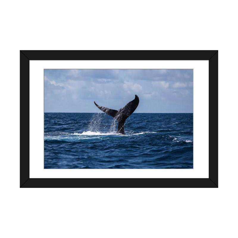 " A Humpback Whale Slaps Its Tail On The Surface Of The Atlantic Ocean " by Ethan Daniels, 16" H x 24" W x 1" D, White
