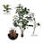 Solerno Faux Rubber Tree in Pot Liner-96810042