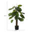 Panama, feuillage en pot