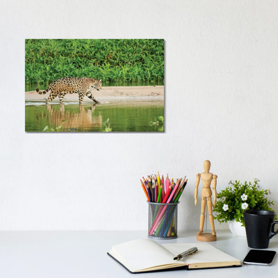 Jaguar Wading In Shallow Water AS It Crosses The Cuiaba River, Pantanal Conservation Area, Brazil by Janet Horton - Wrapped Canvas Print