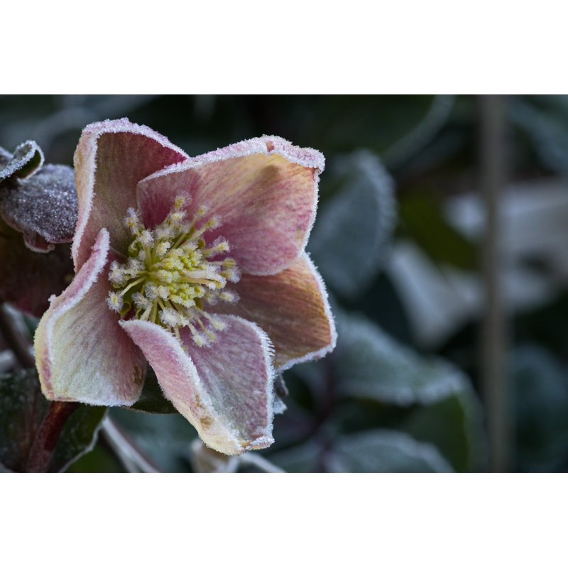 Gros plan sur Helleborus orientali par Ralf Menache, H 12 po x l 18 po