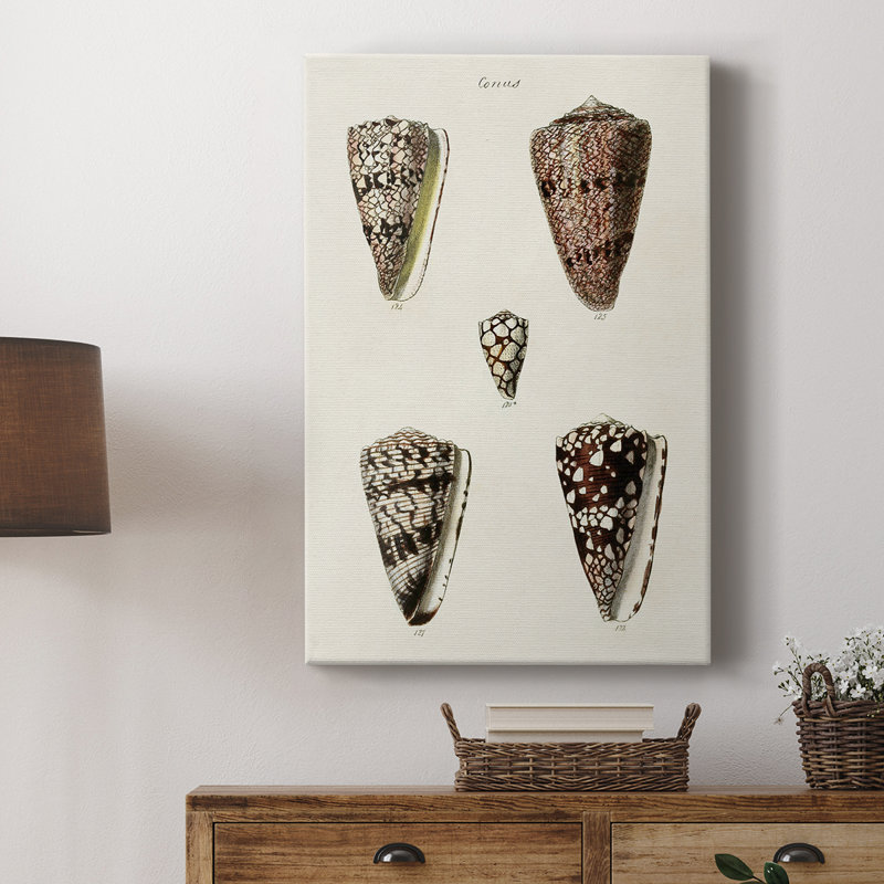 Collection Cone Shell III - Cavas enveloppés de galerie, H 18 po x l 12 po