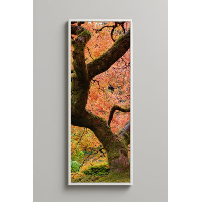 Érable japonais en automne, art mural encadré