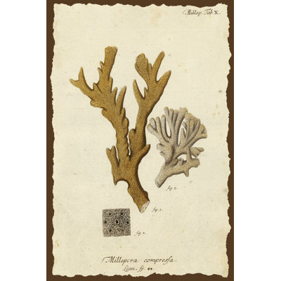 Natura corail I