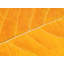 Autumn Leaf Print by Philippe Monthoux-65809653-65809654