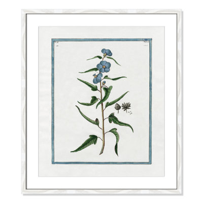 Colombe "Shabby Elegance Botanical I" Print