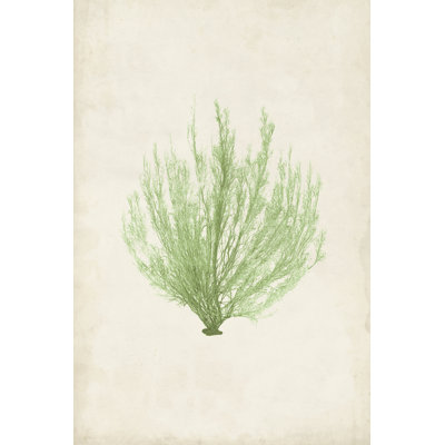 Peridot Seaweed VI by Vision Studio - Wrapped Canvas Painting