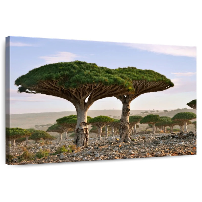 Alvord deux sapins Socotra, H 20 po x l 30 po