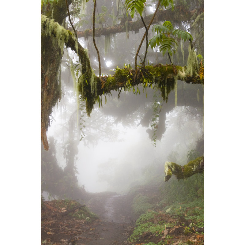 Tropical Rainforest In Tanzania by Robas - Wrapped Canvas Print, 76cm H x 51cm W