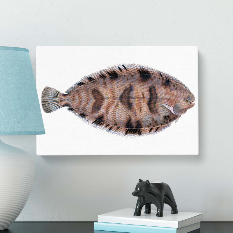 Variegated Sole Fish by Edward Donovan - Wrapped Canvas, 50cm H x 76cm W x 3cm D