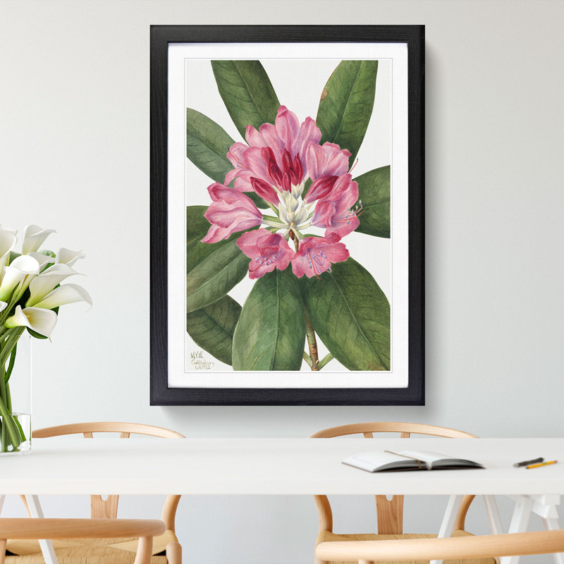 Mountain Rose Bay by Mary Vaux Walcott - Framed Print, 65cm H x 48cm W x 2cm D, Black Framed