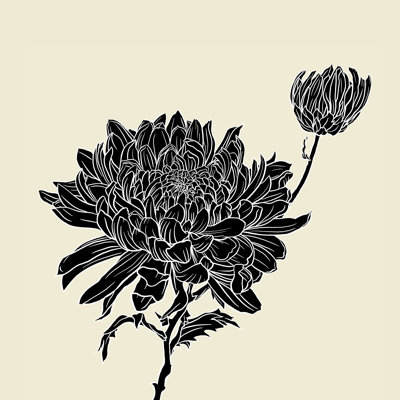 «Black Chrysanthemum» par Sewzinski - impression sur toile tendue