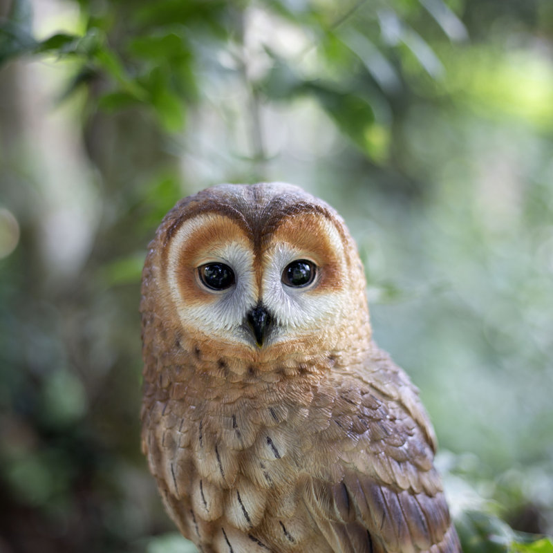 Brown Owl on branch | Handcrafted Decorative Bird Statue for Home & Garden | Premium Polyresin, Weather-Resistant Indoor/Outdoor Decor