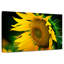 Abeille Harnek attirée par le tournesol-107707978