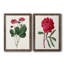 Toile encadrée rosée Blooms II-59823594-59823605-59986633