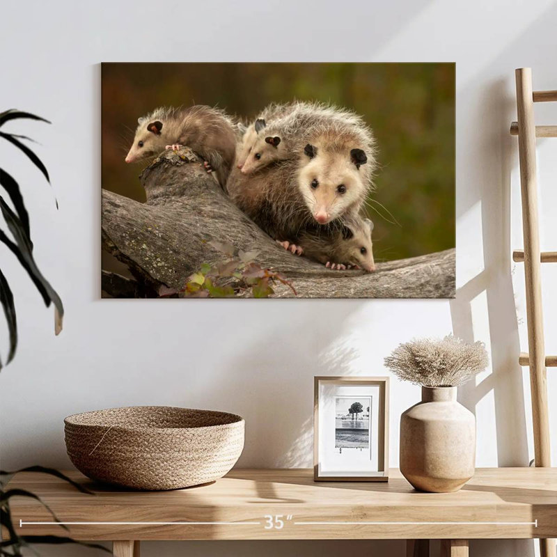 Famille Opossum, H 16 po x l 24 po