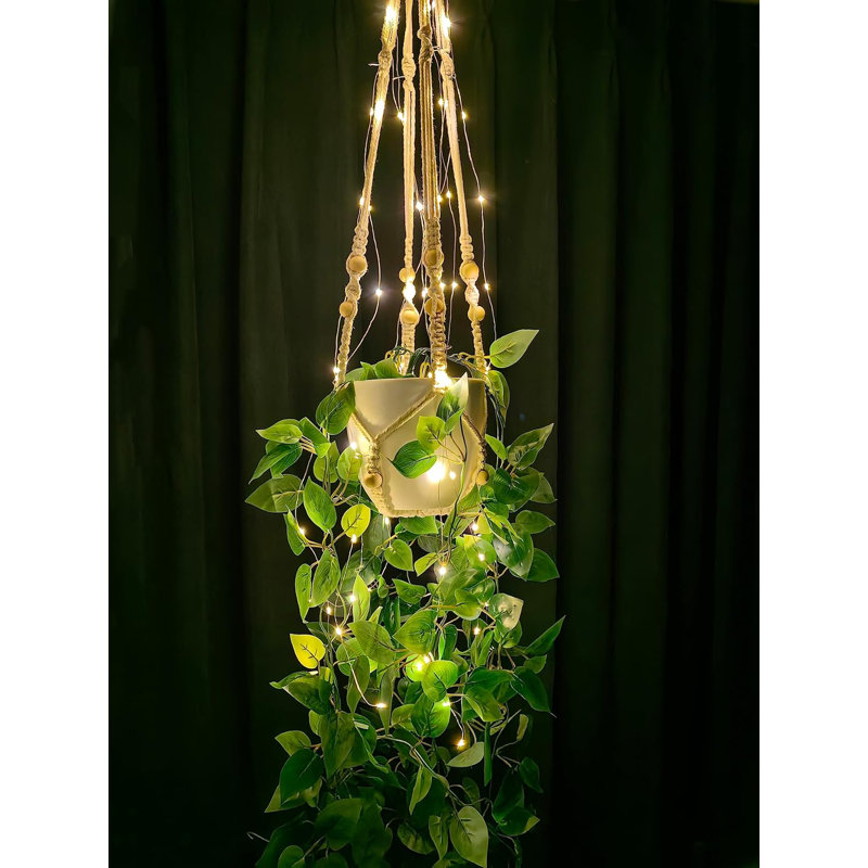 Plantes suspendues suspendues avec lumières