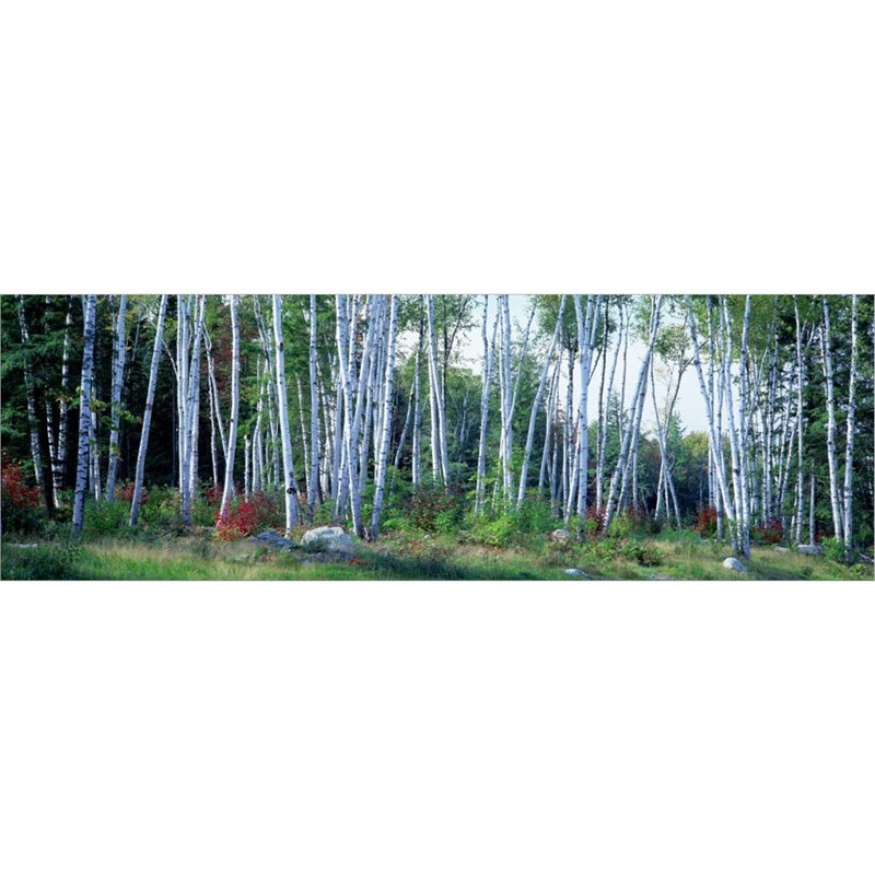 Décoration murale Downy Birch Trees in a Forest