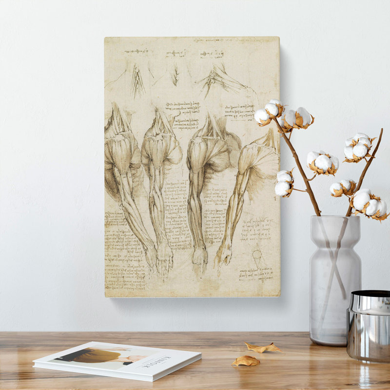 Human Anatomy Vol.8 by Leonardo Da Vinci - Wrapped Canvas Painting, 60cm H x 40cm W x 3cm D