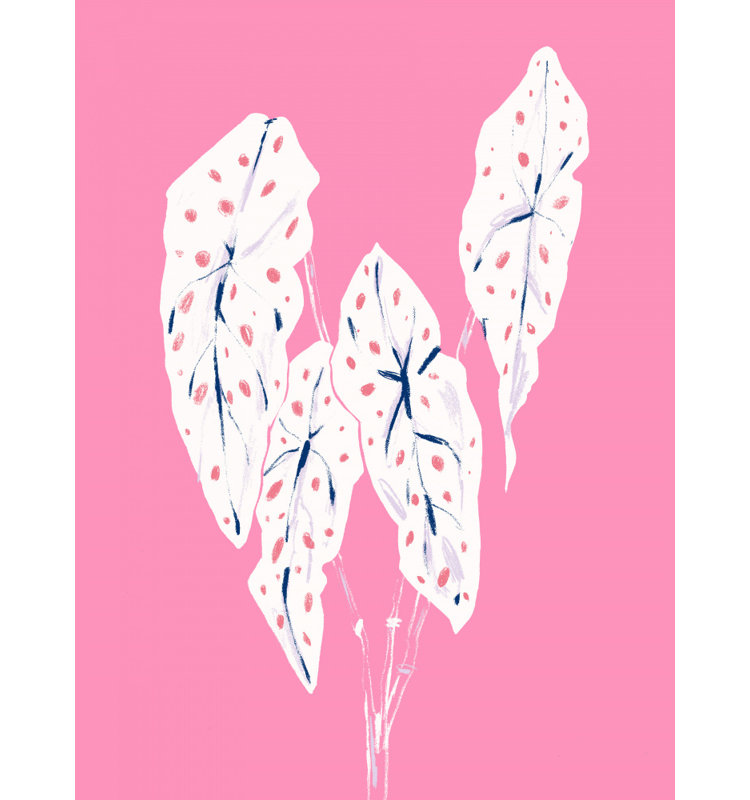Begonia Maculata, 76.2 cm H x 50.8 cm W, Pink/White