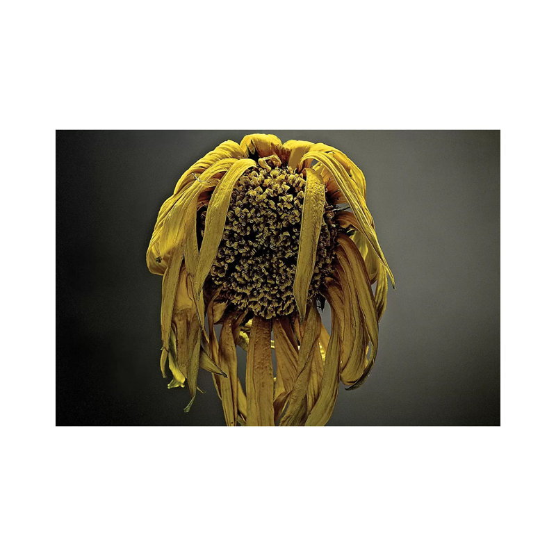 Studio Flowers VII by James McLoughlin - Wrapped Canvas Print, 20.32 cm H x 30.48 cm W