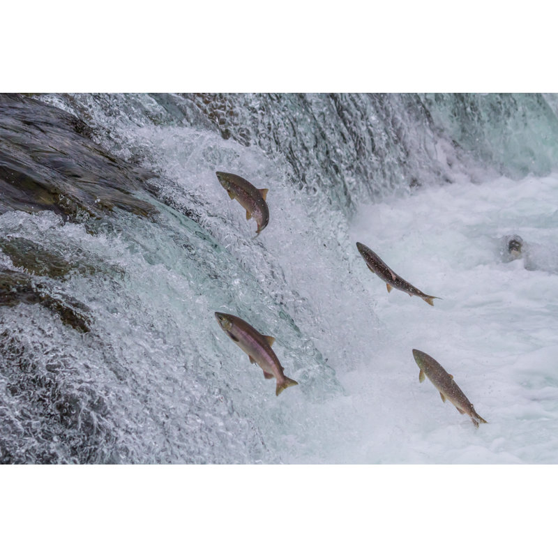 Sockeye Salmon Jumping Up Falls - Wrapped Canvas Print, 81cm H x 122cm W