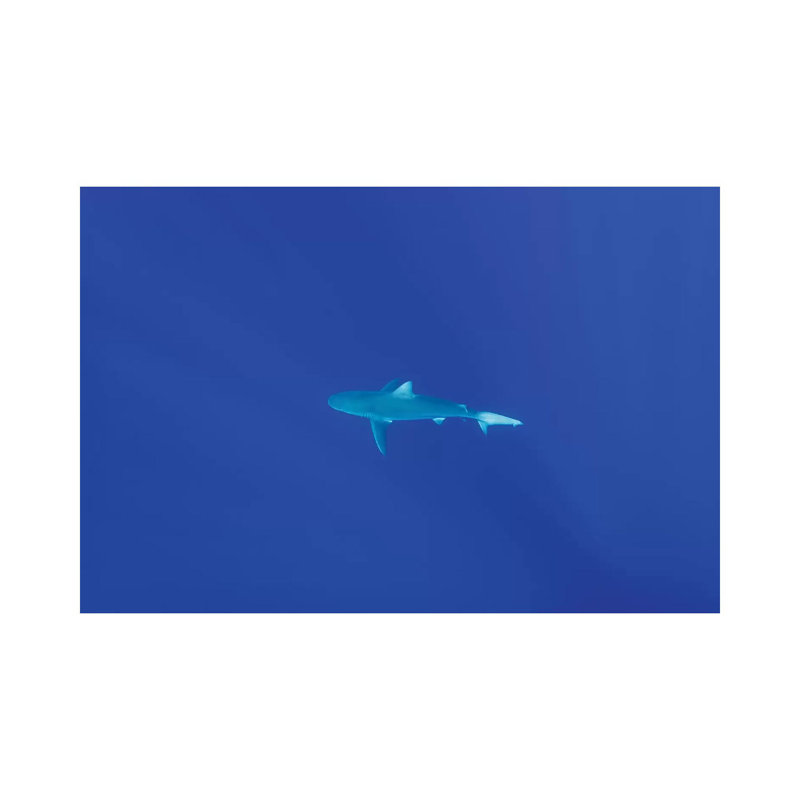 Hawaiian Shark by Bethany Young - Print on Canvas, Wrapped Canvas, 45.72cm H x 66.04cm W x 1.91cm D