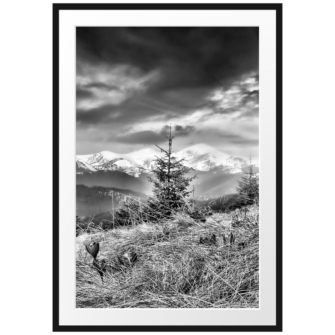 Gerahmtes Poster Krokusse auf Hochalmwiese in Alpen